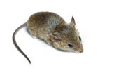 muizen herkennen huismuis